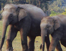 Chitwan National Park, Safari in Nepal Terai, Wildlife and Elephant back safari in chitwan