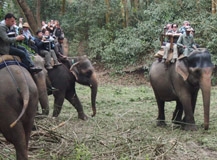 Jungle Safari in Nepal