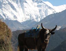 Nepal, Mt. Everest region, Everest trekking, lukla-namchebazzar, sherpa homeland