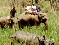 Jungle Safaris in Nepal, Chitwan National Park, Elephant ride trip in Nepal